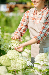 Contemporary young female gardener in workwear touching blossom of new sort of white hydrangea growing and blooming in greenhouse