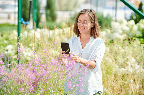 Cheerful mature brunette female in eyeglasses and white shirt taking photo of purple wildflowers on smartphone camera among other plants