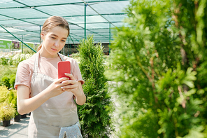 Young serious female gardener or farmer in workwear standing by one of thuja bushes and taking its photo on smartphone camera