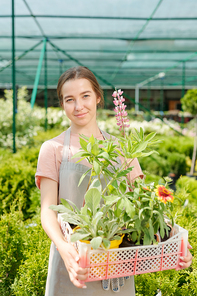 Young happy female worker of hothouse or garden in apron holding plastic box with new sorts of flowers while standing in front of camera