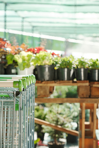 Several shopping carts and black flowerpots with domestic plants standing in rows inside large modern supermarket for gardening lovers