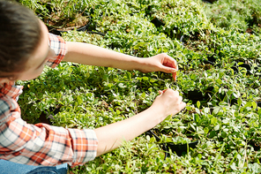 Hands of young farmer or worker of greenhouse sitting by large flowerbed in hothouse and taking care of growing green plants in pots