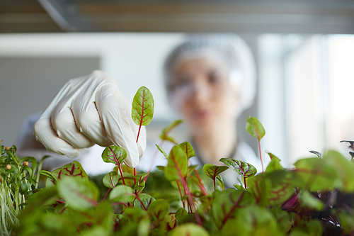 Close up of unrecognizable female scientist examining plant samples while working in biotechnology lab, copy space