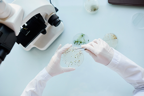 Top view close up of unrecognizable scientist holding petri dish while examining plant samples during research in laboratory, copy space