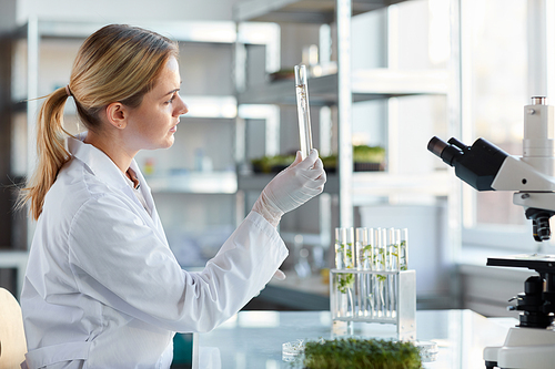 Side view portrait of young female scientist holding test tube with plant samples while working on research in biotechnology lab, copy space