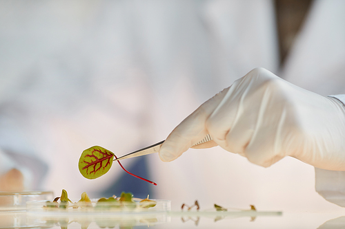 Extreme close up of unrecognizable female scientist working with plant samples while doing experiments in biotechnology lab, copy space