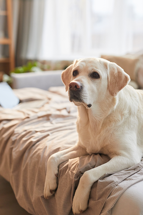 Vertical warm toned portrait of white Labrador dog lying on bed in cozy home interior lit by sunlight, copy space