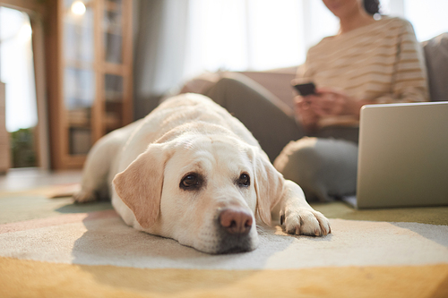 Front view portrait of white Labrador dog lying on floor in cozy home interior lit by sunlight with female owner in background, copy space