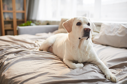 Full length portrait of white Labrador dog lying on bed in cozy home interior lit by sunlight, copy space