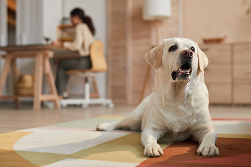 Warm toned front view portrait of white Labrador dog lying on carpet in cozy home interior lit by sunlight with female owner working in background, copy space