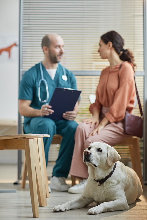 Vertical full length portrait of white Labrador dog waiting at vet clinic with young woman talking to veterinarian in background
