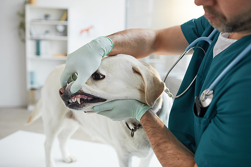 Cropped portrait of mature veterinarian examining dogs teeth during consultation at vet clinic, copy space