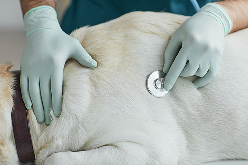 Close up of unrecognizable male veterinarian listening to heartbeat of dog during examination at vet clinic, copy space