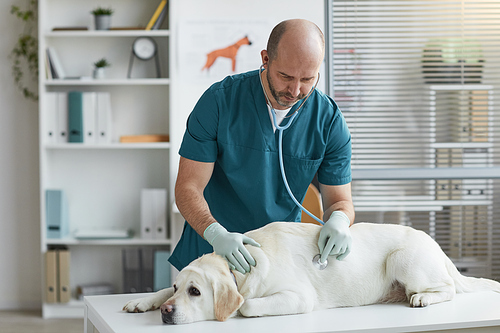 Side view portrait of mature veterinarian listening to heartbeat of dog during examination at vet clinic, copy space