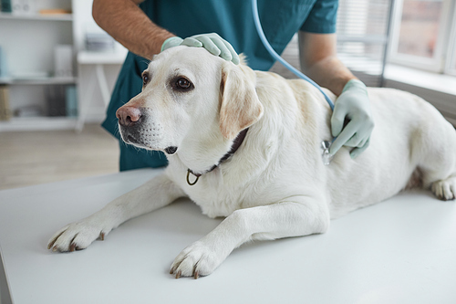Cropped portrait of unrecognizable male veterinarian listening to heartbeat of dog during examination at vet clinic, copy space