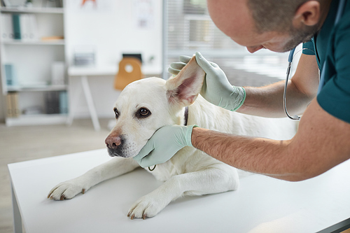 Cropped portrait of mature veterinarian examining ears and hearing of white dog at vet clinic, copy space