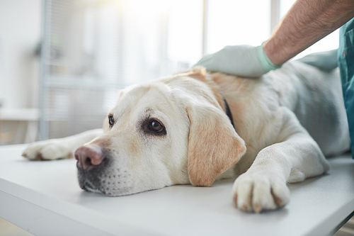 Close up of white Labrador dog lying on examination table in vet clinic, copy space