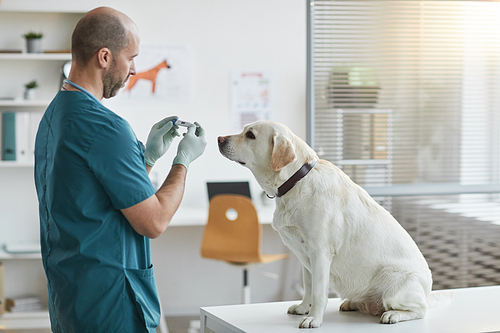 Side view portrait of white labrador dog sitting on examination table at vet clinic with mature veterinarian holding thermometer, copy space