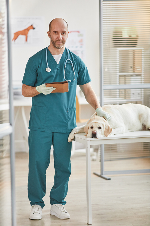Vertical full length portrait of smiling male veterinarian examining white Labrador dog at vet clinic