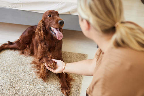 High angle portrait of happy long haired dog giving paw to woman in cozy home interior, copy space
