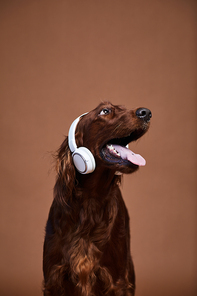 Vertical portrait of happy dog wearing headphones against brown background in studio, copy space