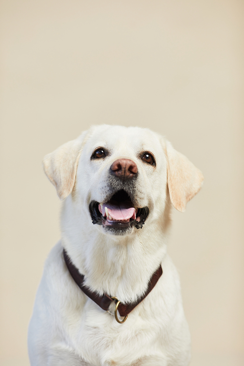 Vertical minimal portrait of white Labrador dog looking up on neutral beige background, copy space