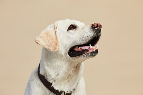 Minimal portrait of white Labrador dog looking up on neutral beige background, copy space