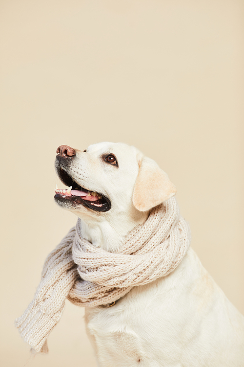 Minimal side view portrait of white Labrador dog wearing scarf and looking up on neutral beige background, copy space