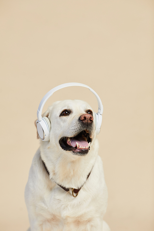 Minimal portrait of white Labrador dog wearing headphones on neutral beige background, copy space