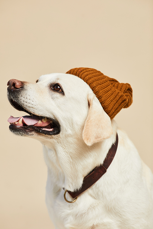 Minimal side view portrait of white Labrador dog wearing beanie hat on neutral beige background, copy space