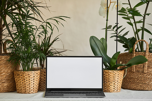 Background image of opened laptop with blank white screen on desl decorated with green plants in eco wicker baskets, copy space