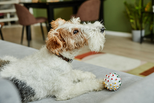 Side view portrait of playful shaggy dog with ball lying on couch in cozy home interior, copy space