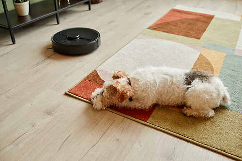 High angle view at shaggy pet dog lying on carpet with robot vacuum cleaner , smart home system