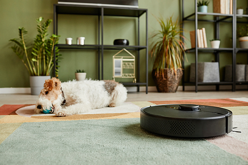 Close up of robot vacuum cleaner on carpet with pet dog in background, smart home concept