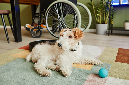 Portrait of cute shaggy dog lying on carpet in modern home with robot vacuum cleaner, copy space