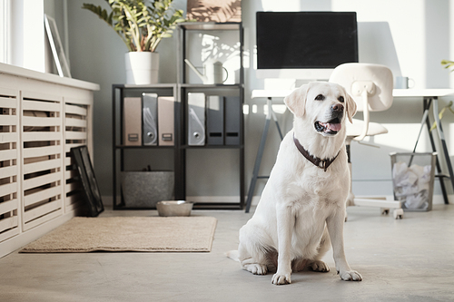 Full length portrait of big white dog looking at camera with desk in background in pet friendly office, copy space