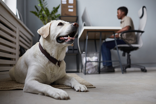 Portrait of big white dog laying on floor in office interior with people working in background, pet friendly workspace, copy space