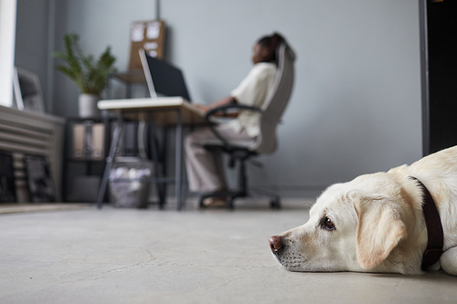 Minimal side view portrait of big white dog laying on floor in office interior with people working in background, pet friendly workspace, copy space