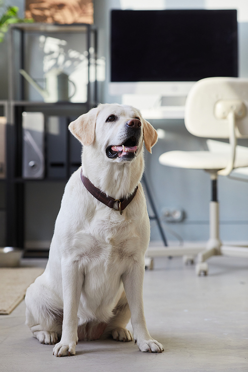 Full length portrait of happy dog sitting on floor in office and smiling at camera