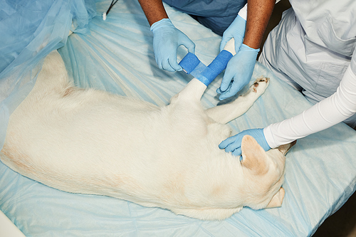 Gloved animal doctor and his assistant putting blue elastic bandage around injured dog paw while bending over medical table