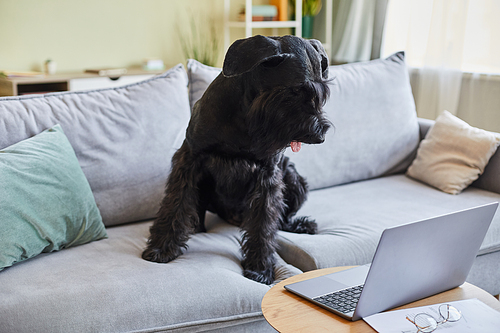 Purebred black dog sitting on sofa in living room and watching movie on laptop