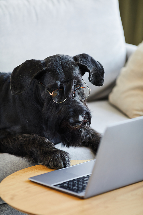 Vertical image of black schnauzer watching video on laptop while lying on sofa in the room