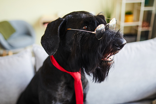 Black schnauzer wearing eyeglasses and red tie sitting on sofa in the room