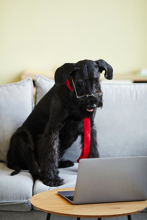 Black trained dog wearing eyeglasses and tie sitting on sofa and watching video on laptop in living room