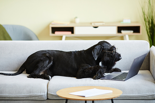 Black purebred dog in eyeglasses lying on sofa and watching video on laptop in living room