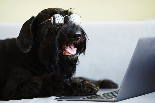Cute black dog in eyeglasses lying in front of laptop and watching movie