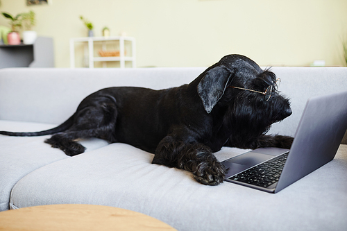 Black dog in eyeglasses lying on sofa in living room with laptop and watching video online