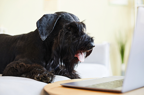 Black schnauzer lying on sofa in front of laptop and interested in video on screen