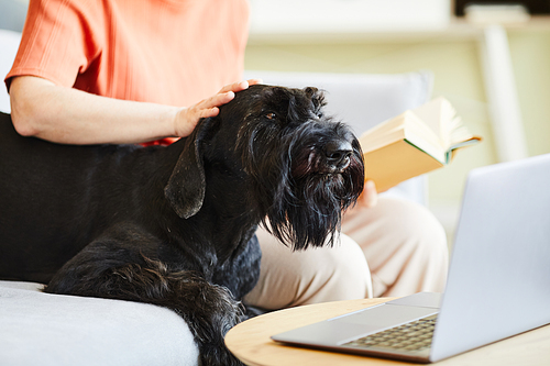 Black schnauzer sitting on sofa together with his owner while he reading a book and stroking his dog