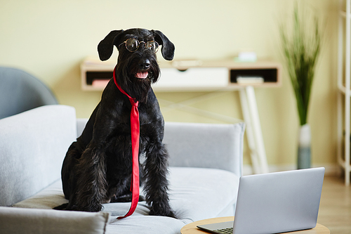 Portrait of black schnauzer in eyeglasses and red tie sitting on sofa and looking at laptop screen in front of him